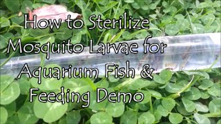 How to Sterilize Mosquito Larvae for Aquarium Fish amp Feeding Demo [upl. by Bonn818]