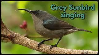 GREY SUNBIRD singing [upl. by Rimidalg]