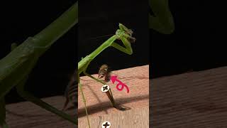 Courageous Honeybee Knocks Praying Mantis Off Balance [upl. by Rednas]