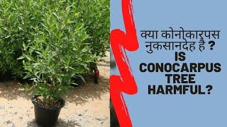 Is Conocarpus tree harmful Myths and facts about Conocarpus  क्या कोनोकारपस नुकसानदेह है [upl. by Leonora183]