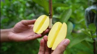 Great idea to propagate guava treeby air layering using a potatoes [upl. by Surat]