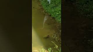 Turtles birds and cats Gozalandia Waterfalls Puerto Rico 🇵🇷 [upl. by Mayhew985]