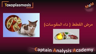 Toxoplasmosis التوكسوبلازما  داء المقوسات  او مرض القطط [upl. by Aroz539]