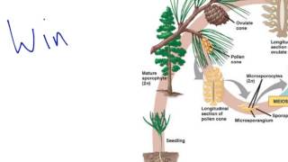 Gymnosperm Reproduction [upl. by Flyn]