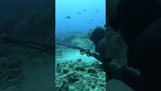 The Spearfishing Pros of Hawaii fishing spearfishing [upl. by Virgie]