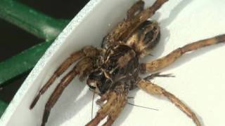 Wolf spider feeding on cricket [upl. by Nomahs]