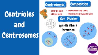 Centrioles Structure and Function [upl. by Echo]