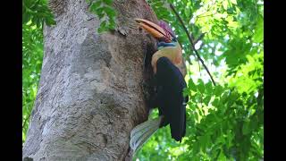 Knobbed Hornbill Feeding [upl. by Aineval]