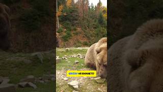 Grizzly vs Kodiak The Ultimate Bear Showdown [upl. by Stratton]