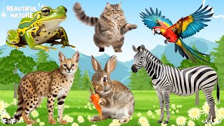 Happy animal moment Kangaroo Parrot Lion Bison Porcupine  Animals sound [upl. by Cran]