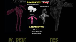 Examples of Fungi Phycomycetes Basidiomycetes Ascomycetes Fungi imperfecti [upl. by Quitt]