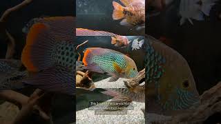 The Gold Saum Cichlid Andinoacara Rivulatus [upl. by Aneev]