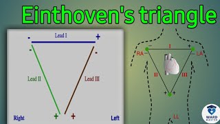 Einthovens Triangle  Electrocardiography ECG  ECG in Sinhala [upl. by Sallad]