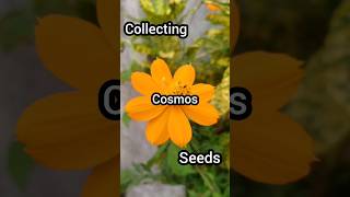 Collecting Cosmos Seeds shortscosmosflowersseedcollection [upl. by Galatea]