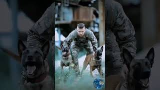 K9 dog training k9 dog dogsoftiktok tactical malinois dogtrainer trending [upl. by Elleda]