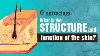 What is the structure and function of the skin  Biology  Extraclasscom [upl. by Idel698]