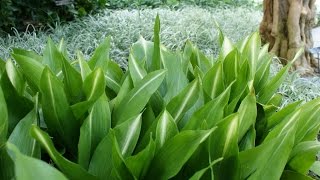 aspidistra  aspidistra plant [upl. by Arama]