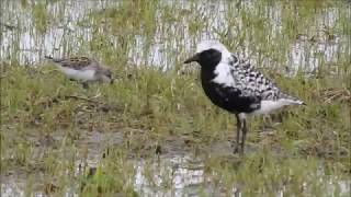 Black bellied Plover at Hillman [upl. by Seem]