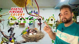 Breeding progress of Gouldian finches colony  Exotic Finches breeding farms in Gujranwala [upl. by Suk]