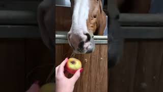 Apfelrunde 🤣🍎 und meine können nicht fressen 🤣😅 horses horse [upl. by Ermina]