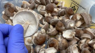 Max Yield Shiitake Harvest  picking fresh shiitake mushrooms for the farmers market [upl. by Ayerhs]