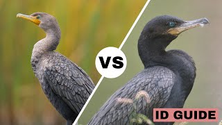 Doublecrested Cormorant vs Neotropic Cormorant  ID Guide [upl. by Nnylrac]