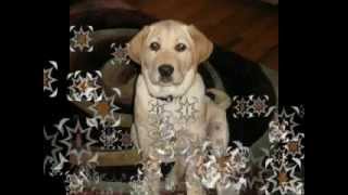 yellow lab Bailey [upl. by Coralie]