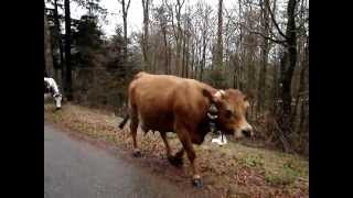 Bussang transhumance au Drumont [upl. by Delorenzo184]