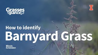 How to Identify Barnyard Grass  Grasses at a Glance [upl. by Ahsienal]