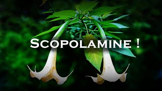 Scopolamine  Worlds Most Dangerous Drug [upl. by Susanetta]