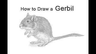 How to Draw a Gerbil [upl. by Larok]