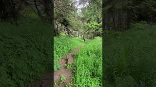 Yurok Loop Trail nature hikingusa nationalpark travel [upl. by Ela]