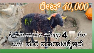 Karnataka sheep 4 🦷 for sale ಮರಿ ಮಾರಾಟಕ್ಕೆಇದೆ ರೇಟ್ 40000 [upl. by Emmy]