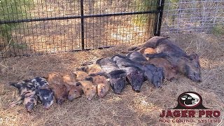 Hog Hunting  Four Legged Enemy Part 1  JAGER PRO™ [upl. by Naejamron]