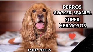 PERROS COCKER SPANIEL ÚNICOS Y BELLOS [upl. by Sapphera]