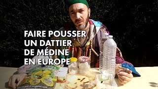 Faire pousser un dattier de Médine en Europe [upl. by Ahsitil]