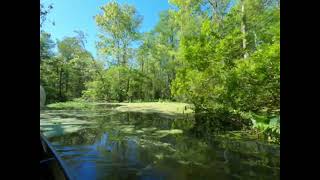 Wacissa River Canoe [upl. by Spragens243]