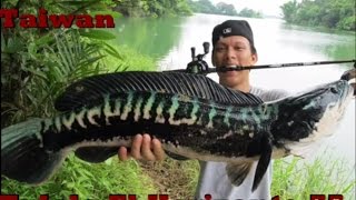 魚虎 Tulala Giant Snakehead [upl. by Aneela]