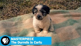 THE DURRELLS IN CORFU on MASTERPIECE  Animals On Set  PBS [upl. by Margreta]