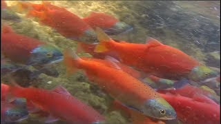 Kokanee Salmon Run September 2018  Causey Reservior  Weber County Utah [upl. by Ahsimak273]