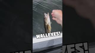 Getting those walleyes in the Brainerd Lakes Area Minnesota walleye released jerkbait Guide [upl. by Aciamaj]