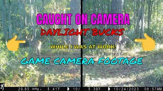 DAYLIGHT BUCKS CAUGHT ON CAMERA GAME CAMERA FOOTAGE [upl. by Christalle]