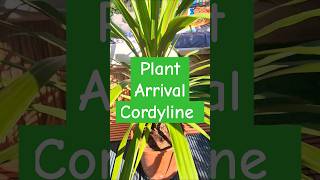 Plant Arrival Cordyline Peko Bargain Tropical palm like plant shorts plants garden shootsvideo [upl. by Htebazila575]