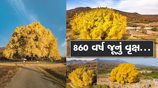 Oldest Tree આ સુંદર વૃક્ષ 860 વર્ષ જૂનું છે કુદરતની કલાનો બેનમૂન નમૂનો  ZEE 24 Kalak [upl. by Debby959]