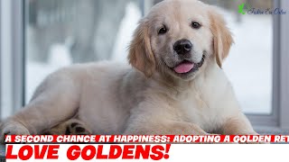 A Second Chance at Happiness Adopting a Golden Retriever [upl. by Ericha]