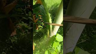 Banana leaves cutting agriculture farming cuttingskills satisfying shorts [upl. by Obla]