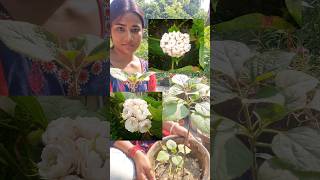 গাছের root bound হলে কি করা উচিত। shorts garden plants green minivlog gardenplants youtube [upl. by Lipman816]