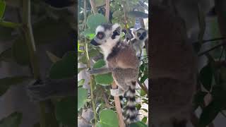 Baby lemurs playing together in a tree [upl. by Adilen317]