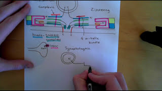 Synaptic Vesicle Exocytosis and Endocytosis Part 2 [upl. by Cherise]