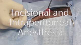 Anesthésie infiltration et anesthésie intrapéritonéale  Incisional and Intraperitoneal Anesthesia [upl. by Nnylhsa]